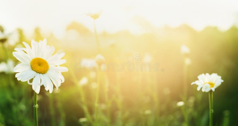 Summer Nature Background with Daises and Sunlight, Banner Stock Image -  Image of fresh, panoramic: 57765825