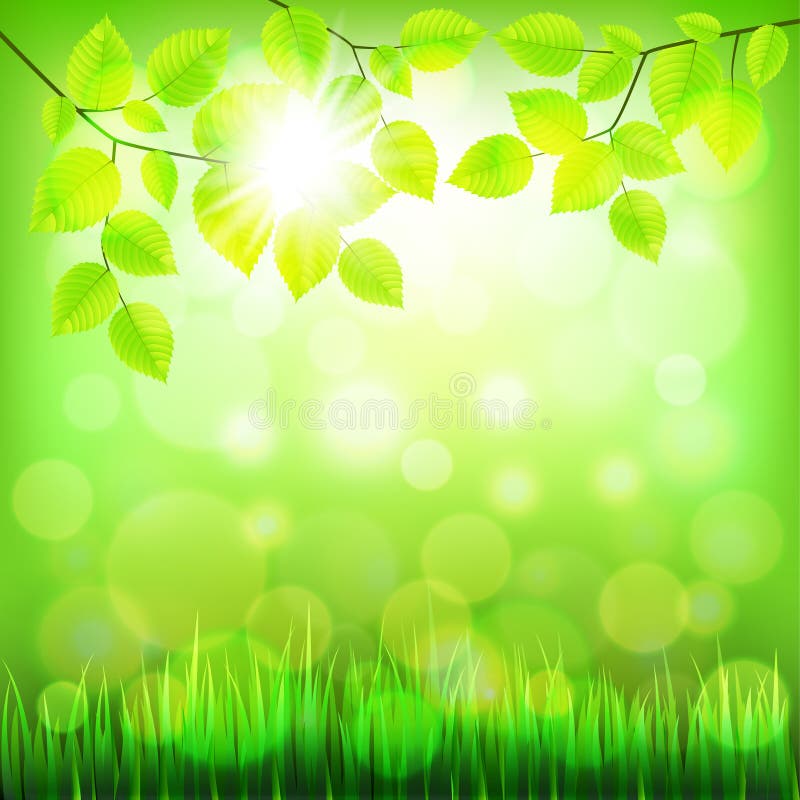 Summer Nature Background with Green Foliage Vector Stock Vector -  Illustration of nature, clean: 55907408