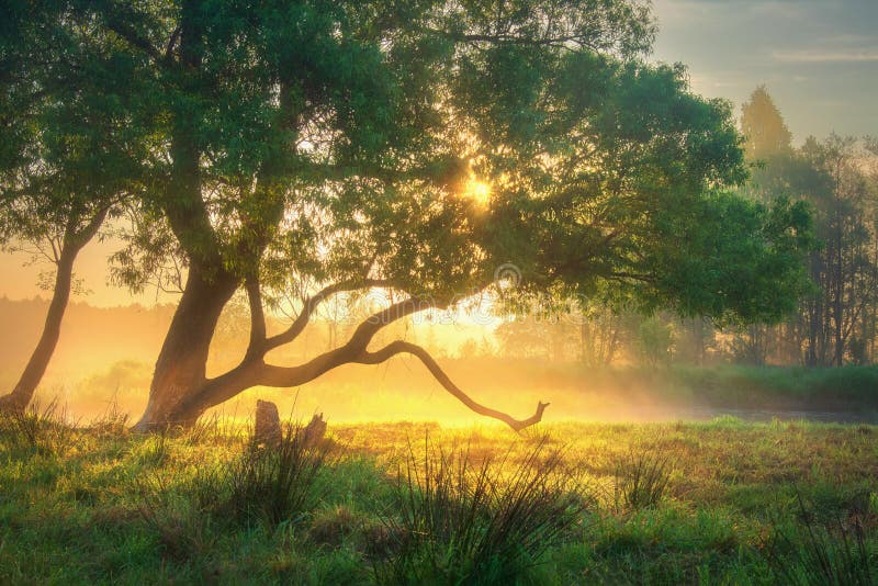 Summer Summer Nature Scenic Rural Landscape In Sunlight Sunny Misty