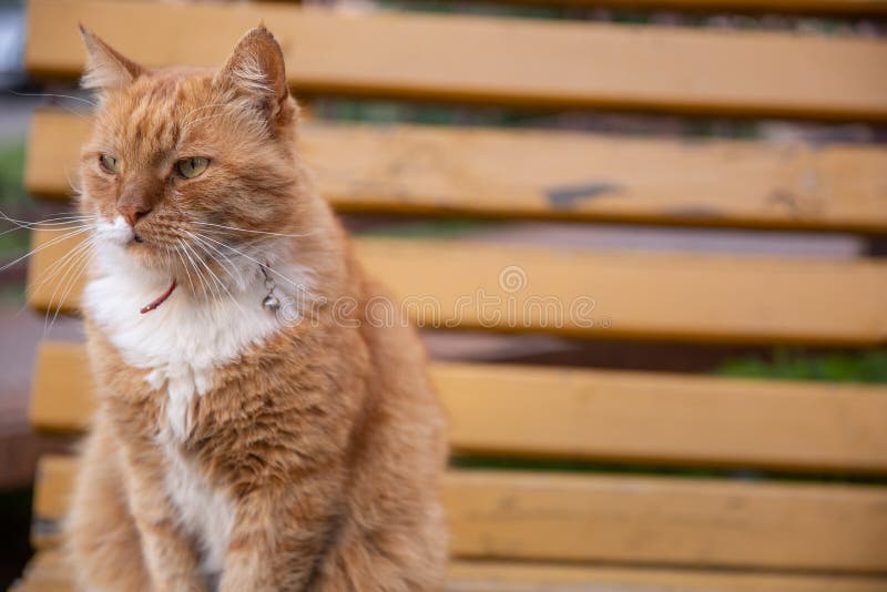 Summer park or garden outdoor detail - beautiful red and white stripped red european cat lies down on a green bench on a sunny day