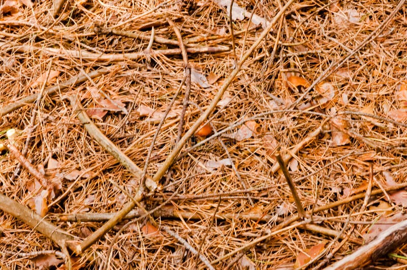 Summer in a pine forest. The earth is strewn with needles. A small mushroom is a yellow boletuses. Landscape. A day in the forest. Pine forest. The earth is stock images Summer in a pine forest. The earth is strewn with needles. A small mushroom is a yellow boletuses. Landscape. A day in the forest. Pine forest. The earth is stock images