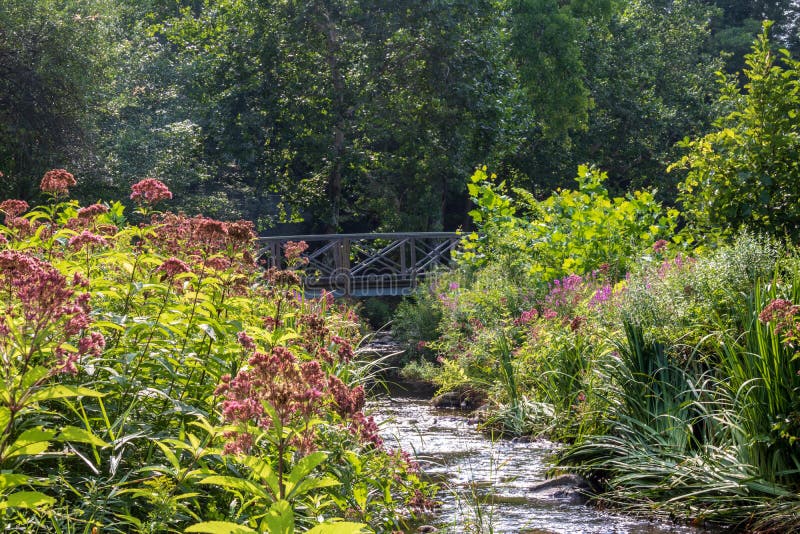 Summer plants blooming alongside a small stream