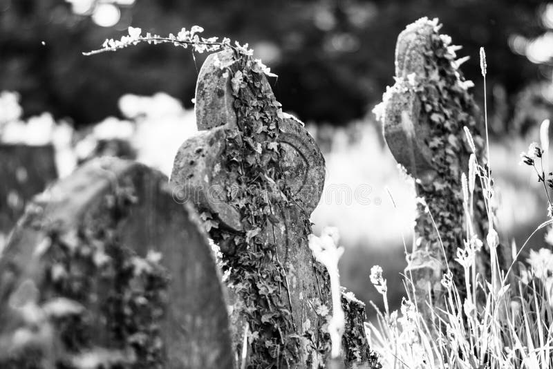 Summer Plants Growing on an Old Gravestone in Black and White Stock ...
