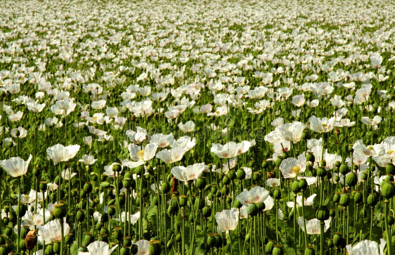 Summer poppy field