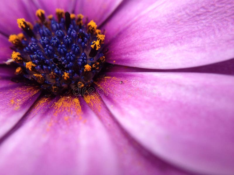 Summer Purple Cape Daisy flower royalty free stock photography