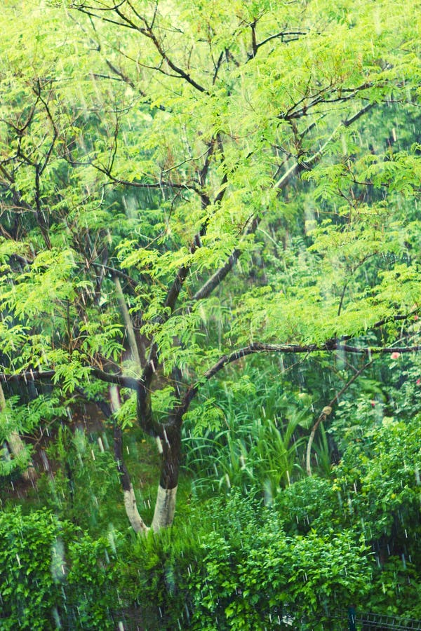 Summer Rain stock photo. Image of landscape, falling 23246964