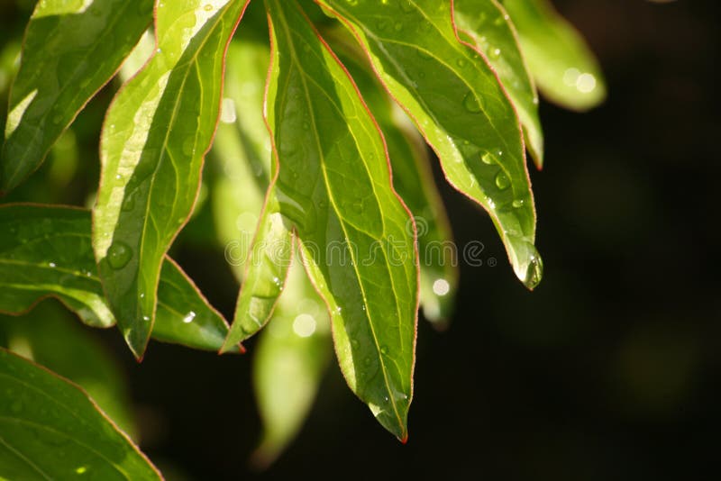 After a summer rain. macro photo of water drops ( dew ) on the stems and leaves of green plants.