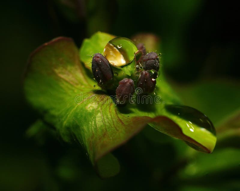 After a summer rain. macro photo of water drops ( dew ) on the stems and leaves of green plants.