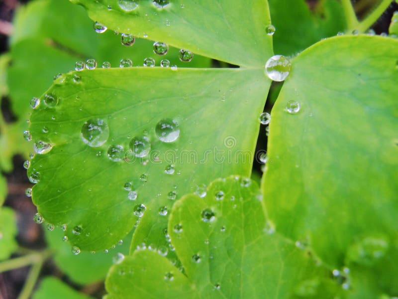 After a summer rain. macro photo of water drops dew on the stems and leaves of green plants.