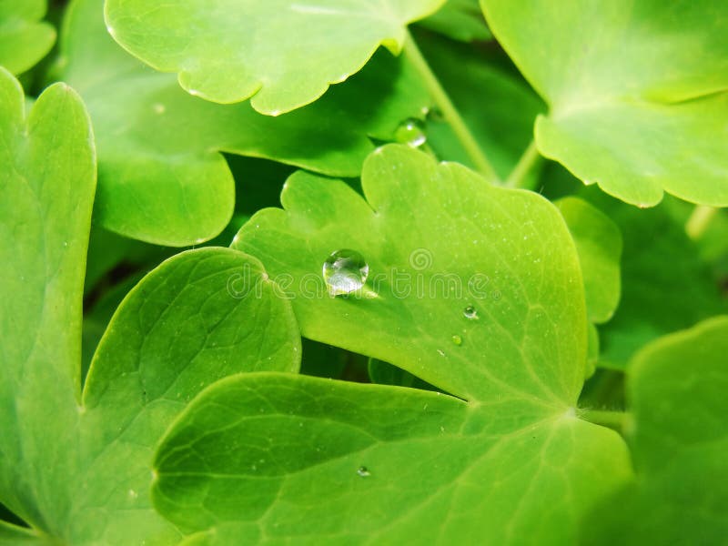 After a summer rain. macro photo of water drops dew on the stems and leaves of green plants.