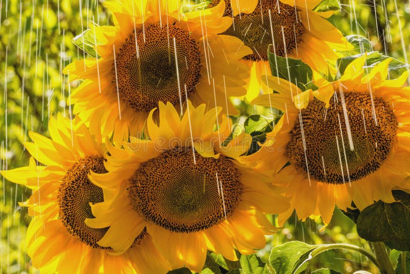 Summer rain and sunflowers stock photo. Image of rural 62642116
