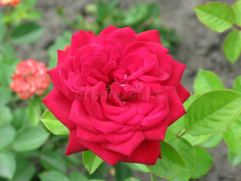Summer red rose flower stock image. Image of shot, garden - 103732691