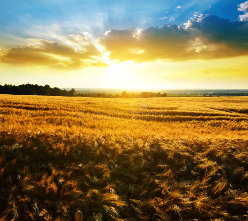 Summer rural landscape with golden barley on the field.