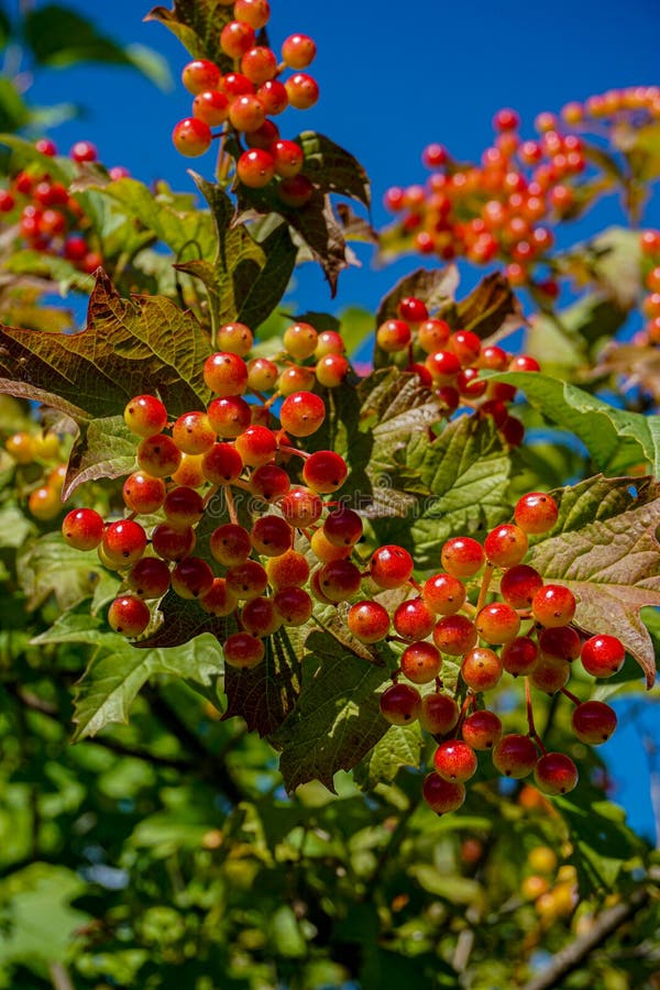 Summer Season. Berries Ripen on a Bush Stock Image Image of moment