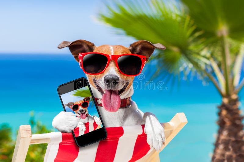 Cane di scattare un selfie nelle vacanze estive.