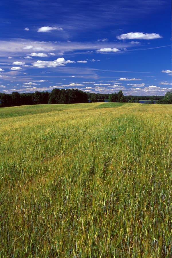 Country side summer picture with skies. Country side summer picture with skies