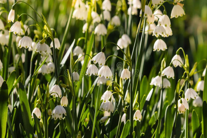 Summer Snowflake Flowers in Bloom Stock Image Image of backlit
