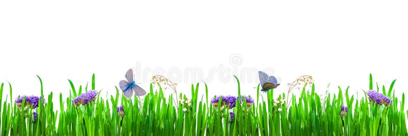 Summer, spring background of bright green grass with small delicate purple flowers and butterflies, moths, isolated on a white bac