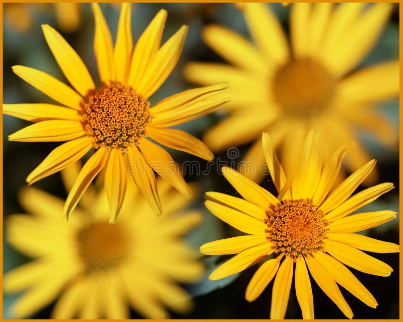 Small Flowers Images – Browse 1,145,915 Stock Photos, Vectors, and Video
