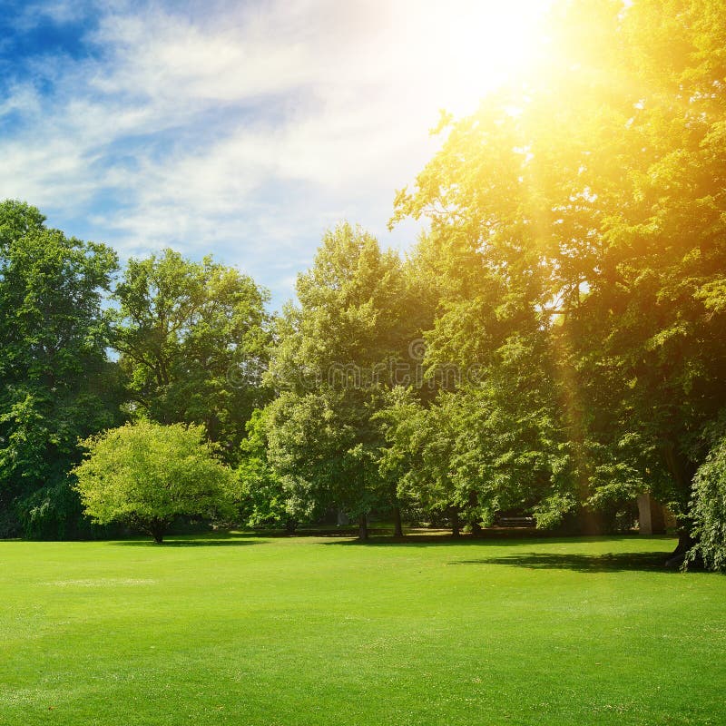 Bright Summer Sun Illuminates Park Covered Trees And Grass Stock Image