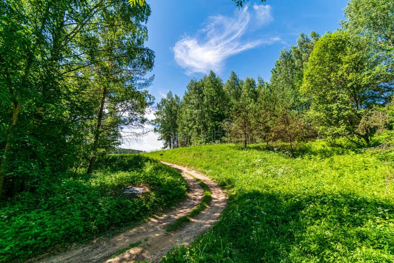 Summer Sun Lit Green Forest Park for Relaxsation Stock Photo Image of