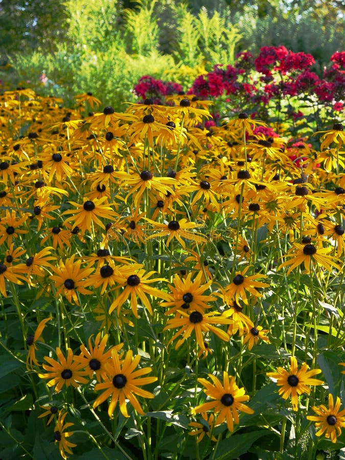 Summer: sunlit yellow flowers garden border stock photography Summer: sunlit yellow flowers garden border stock photography