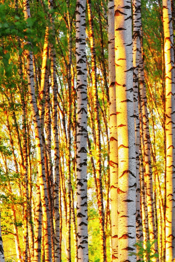 Summer In Sunny Birch Forest Stock Image Image Of Ornamental