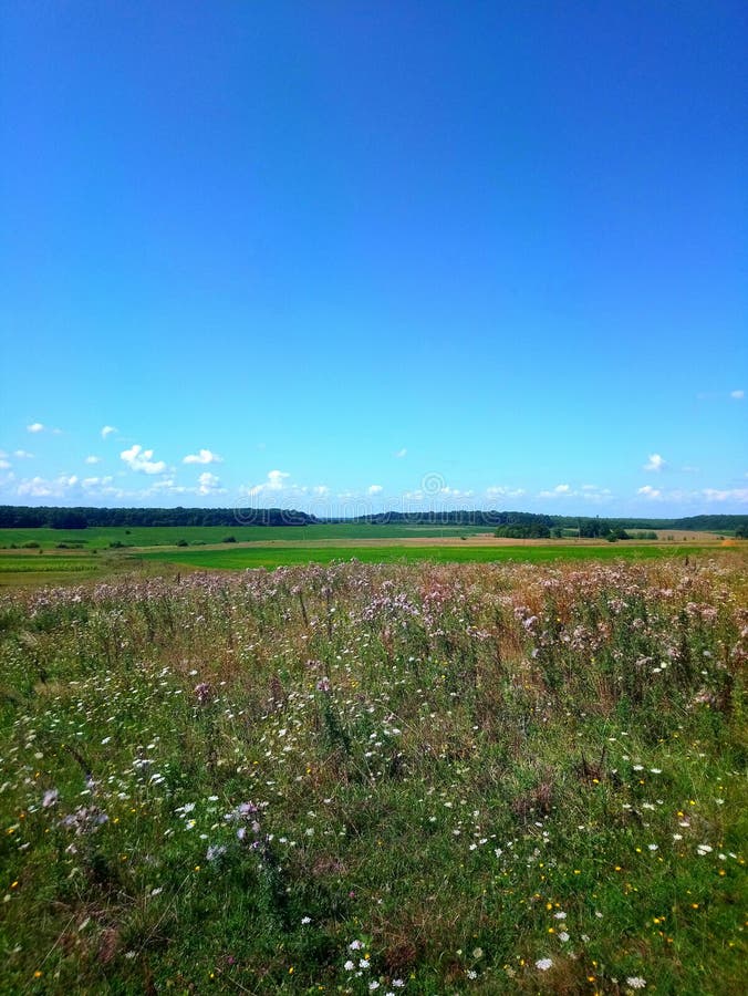 Summer sunny day. Nature. Journey in village. Blue sky with clouds and field with green grass, many flowers. Forest. royalty free stock images Summer sunny day. Nature. Journey in village. Blue sky with clouds and field with green grass, many flowers. Forest. royalty free stock images