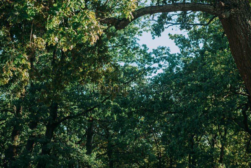 Summer Sunny Forest Trees And Green Grass. Nature Wood Sunlight Background.