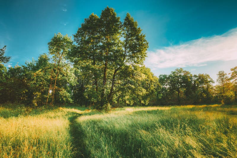 Summer Sunny Forest Trees and Green Grass. Nature Wood Sunlight Background.  Instant Toned Image Stock Image - Image of footpath, grass: 141698075