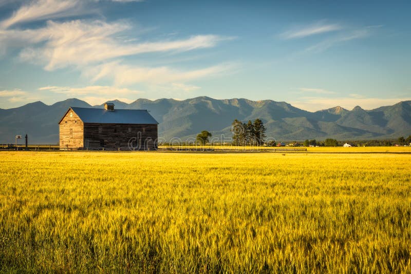 Summer sunset with an old barn and a rye field in rural Montana