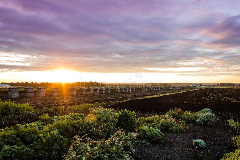 Summer sunset over farm and wooden crates for onions royalty free stock images Summer sunset over farm and wooden crates for onions royalty free stock images