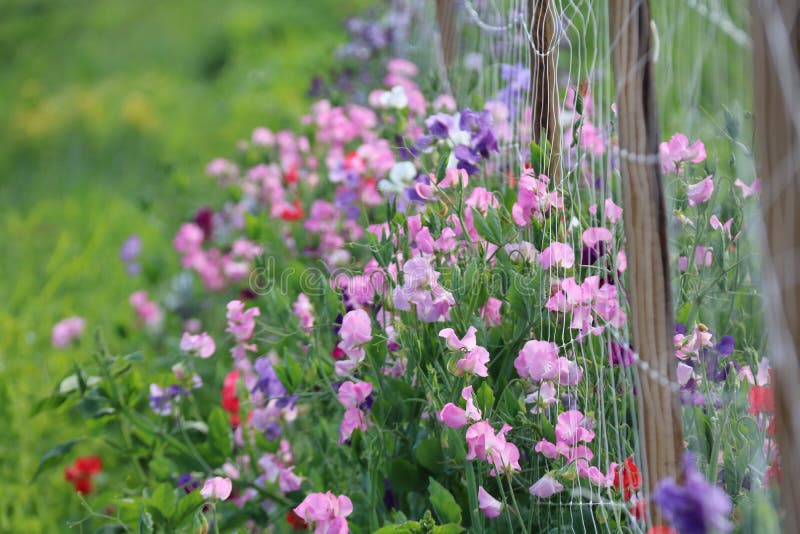 Summer Sweet Peas