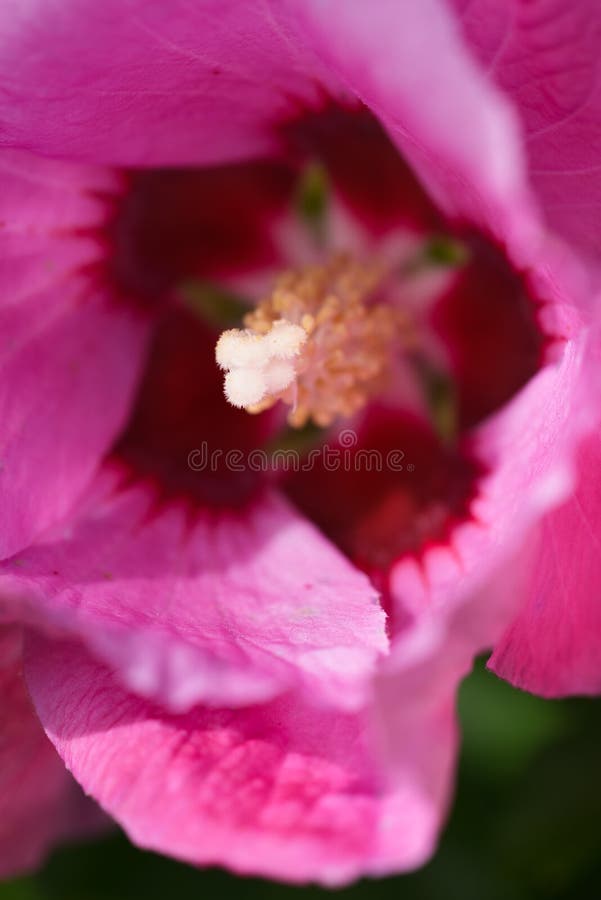 Pink Lotus rose Garden Plant Blooming in white and yellow Detail stock photography Pink Lotus rose Garden Plant Blooming in white and yellow Detail stock photography
