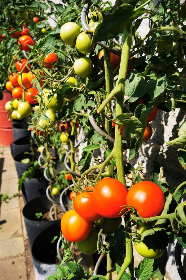 Summer tomato plant stock image. Image of ripe, garden 276971987