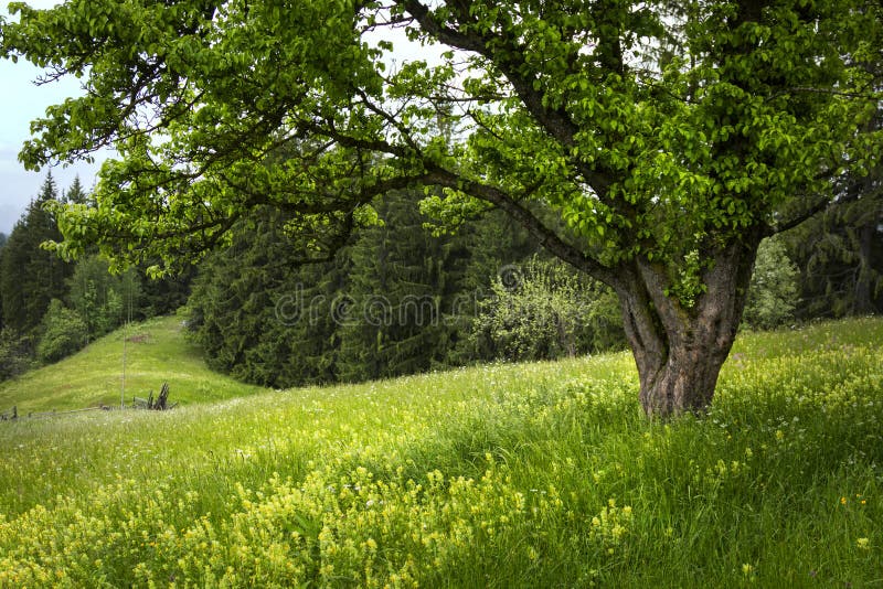 Summer Oak Tree stock image. Image of beautiful, branches 