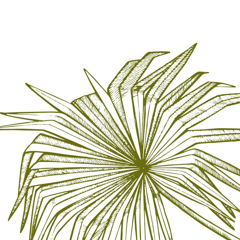 Summer tropical leaves design. Floral background illustration. Invitation or card design with jungle leaves. Summer tropical leaves design. Floral background royalty free stock photo Summer tropical leaves design. Floral background illustration. Invitation or card design with jungle leaves. Summer tropical leaves design. Floral background royalty free stock photo