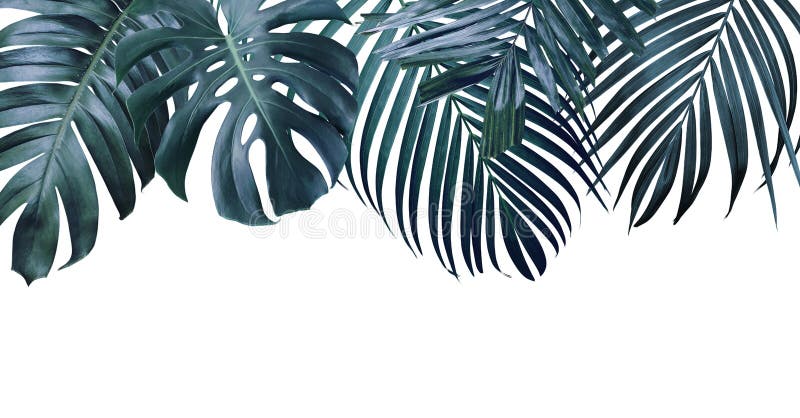 Summer tropical leaves on white background royalty free stock image Summer tropical leaves on white background royalty free stock image