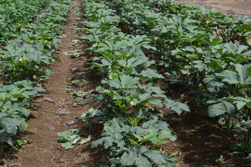 Okra cultivation stock photo. Image of vegetables, japan 121821084