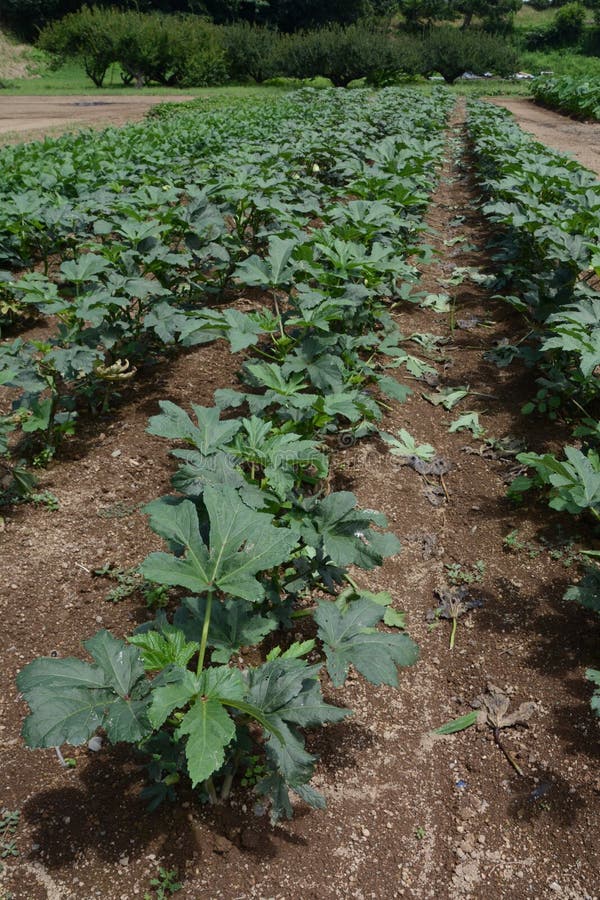 Okra cultivation stock image. Image of closeup, cultivation 121821081