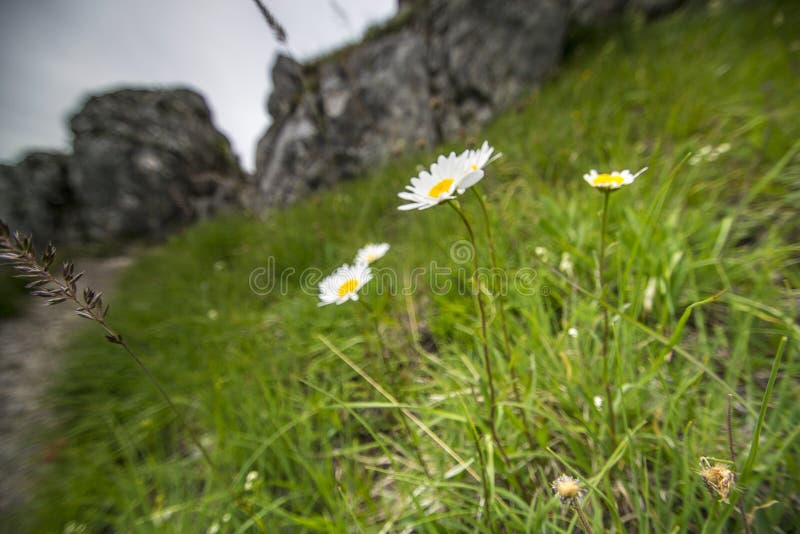 Letný pohľad na Veľkú Fatru na Slovensku.