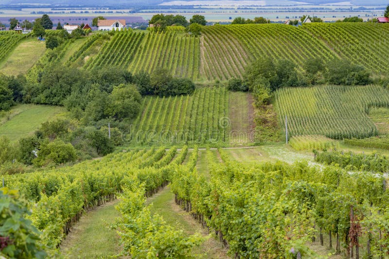 Letný vinohrad pri Strekove, južné Slovensko