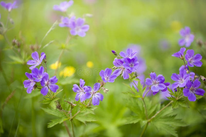 Summer Violet and Purple Flowers, Selective Focus, Norway Stock Photo
