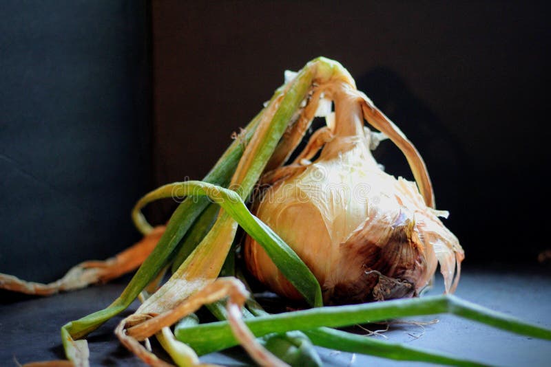 Walla Walla Onion stock photo. Image of harvest, walla 229452666