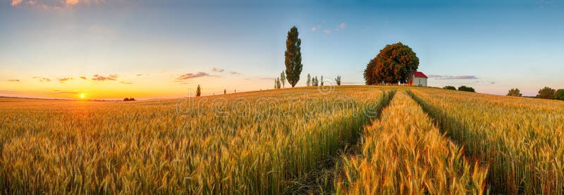 Summer wheat field panorama countryside, Agriculture