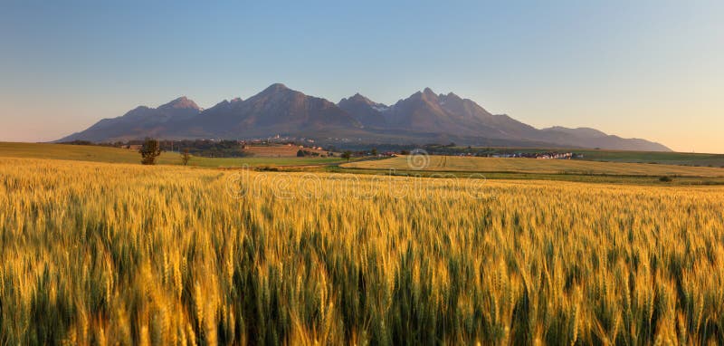 Summer wheat field in Slovakia, Tatras