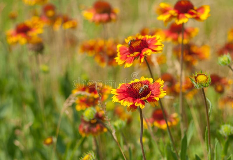 Wild field with beautiful feral Indian blanket flowers