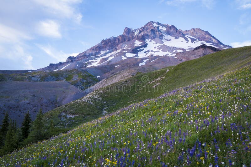 Summer Wildflowers on Mt. Hood, Oregon Stock Photo Image of nature