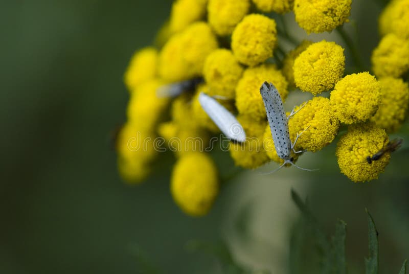 Summer Yellow Flower on a Summer Day with a Fly in Closeup Stock Photo