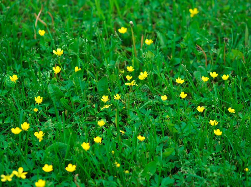 Summer Yellow Flowers on Green Grass Background Stock Photo Image of